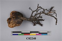 藏品(珊瑚化石)的圖片